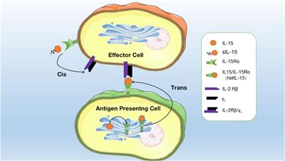 Research progress of interleukin-15 in cancer immunotherapy